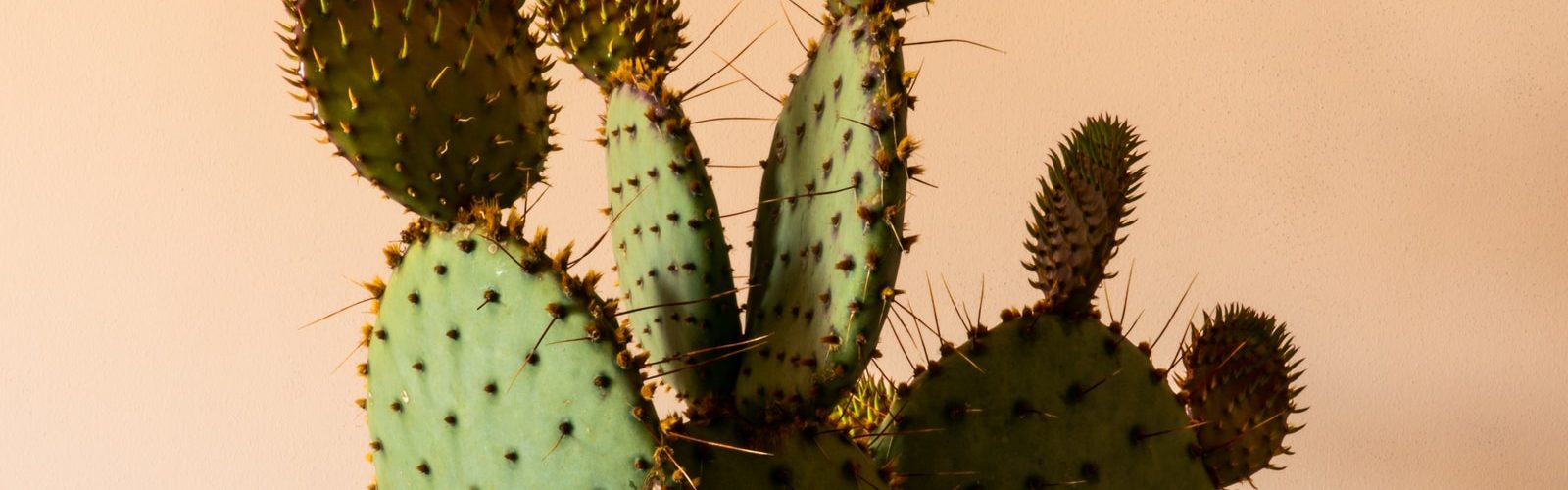 green cactus plant in close up photography