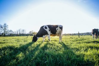 black and white cow on green grass field during daytime