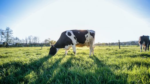 black and white cow on green grass field during daytime