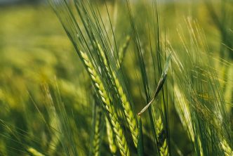 green rice field