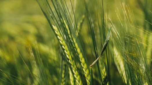 green rice field