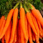 orange carrots on green grass