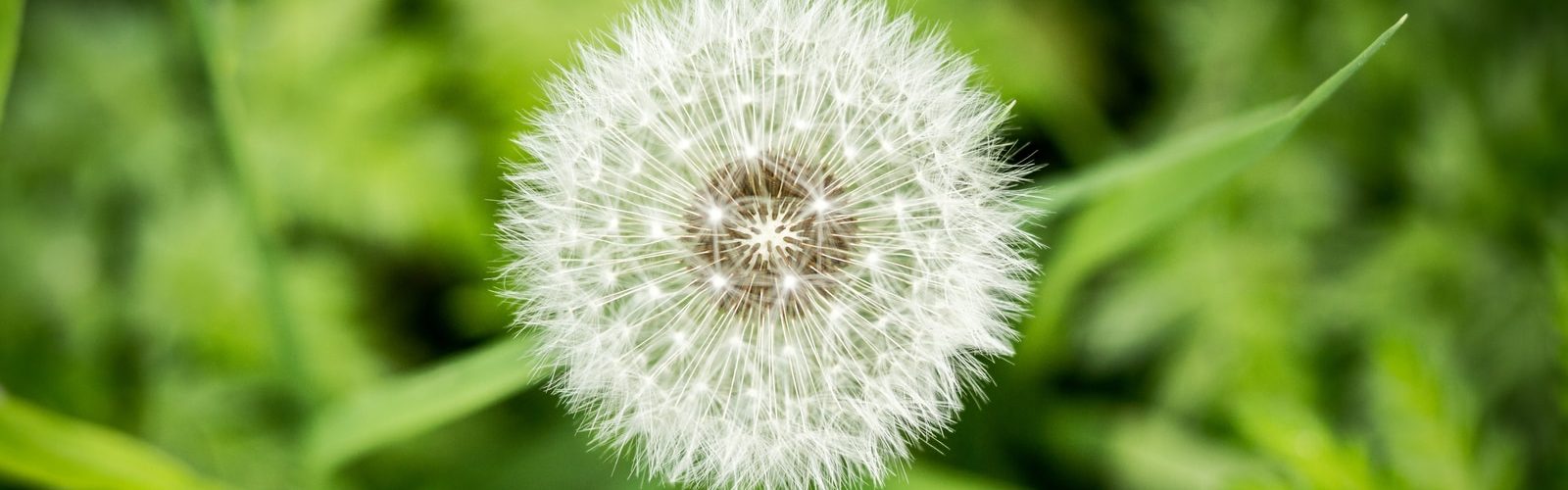 white dandelion in close up photography