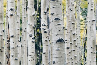 landscape photo of gray tree