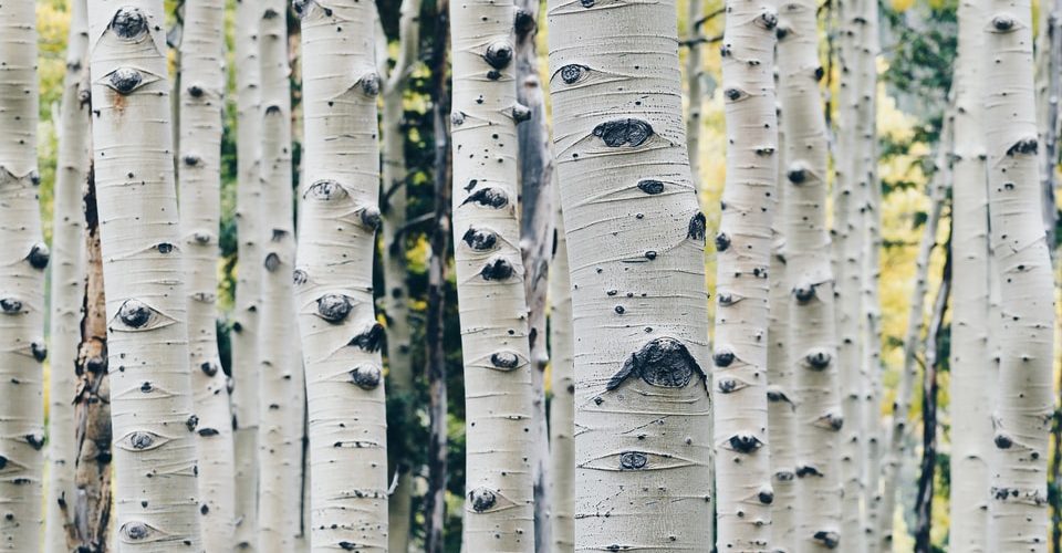 landscape photo of gray tree