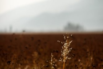 brown grass field during daytime