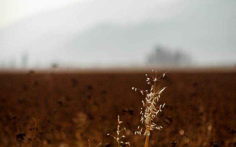 brown grass field during daytime