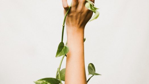 person holding ivy plant