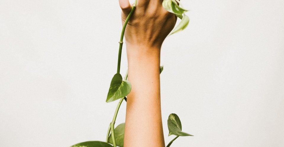 person holding ivy plant